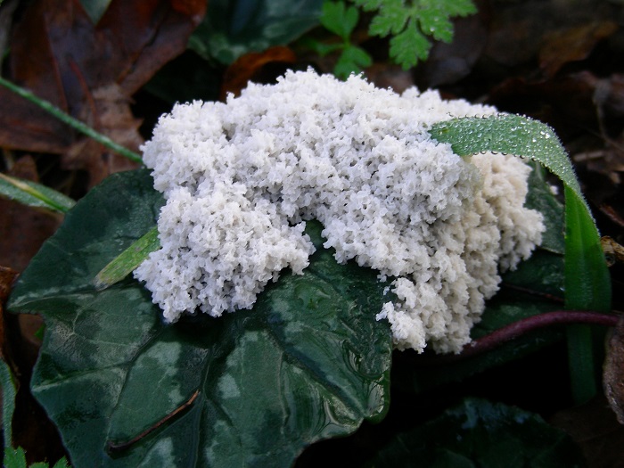 566 Gennaio vecchio ritrovamento